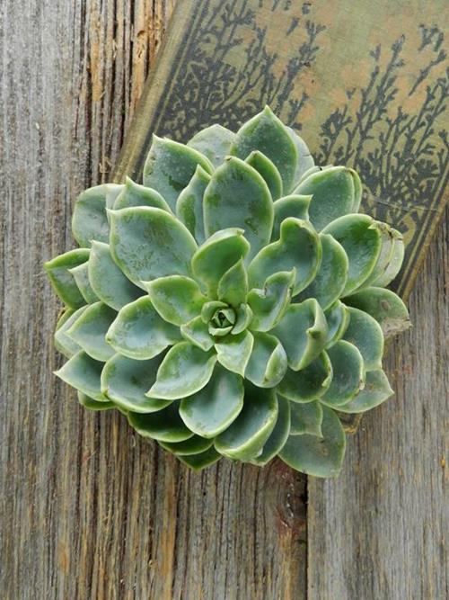 3-4.2DIAMETER ASSORTED CUT ECHEVERIA  SUCCULENTS